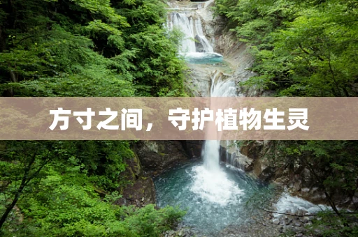 方寸之间，守护植物生灵