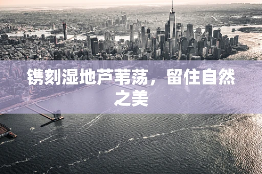 镌刻湿地芦苇荡，留住自然之美