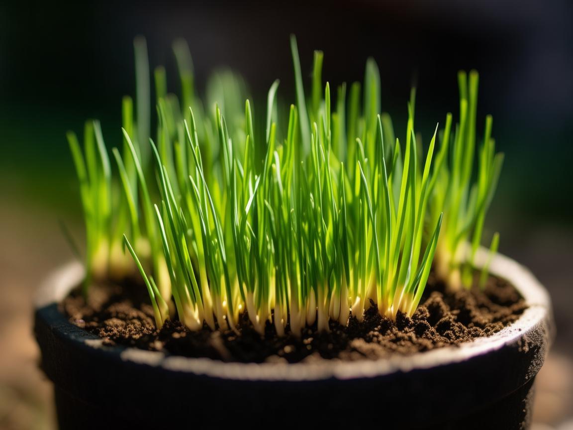蒜苗入印,方寸间的别样生机 蒜苗入印,方寸间的别样生机